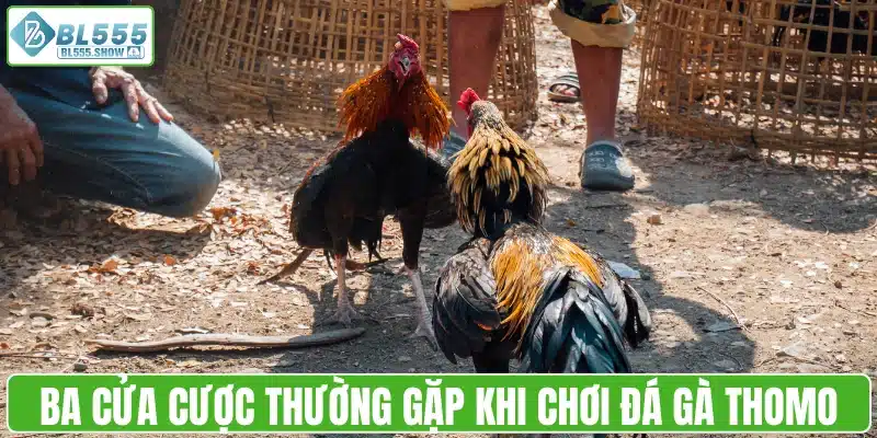 Cửa cược thường gặp khi chơi đá gà Thomo