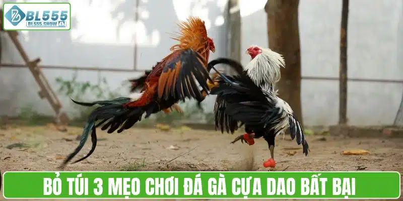 Bỏ túi 3 mẹo chơi đá gà cựa dao bất bại