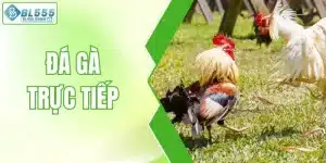 Đá gà trực tiếp