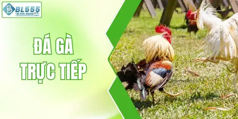 Đá gà trực tiếp