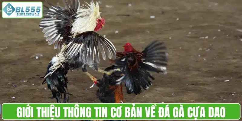 Giới thiệu thông tin cơ bản về đá gà cựa dao