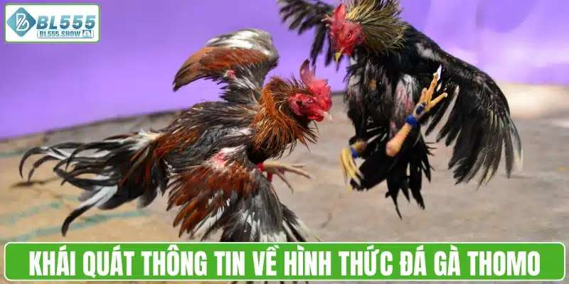 Khái quát nhanh thông tin về hình thức đá gà Thomo
